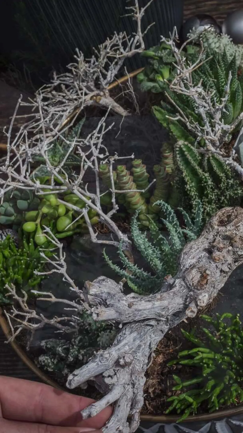 Dehner Zebra-Haworthie - Haworthia fasciata Best