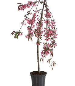 Dehner Laubgehölze|Blühende Sträucher > Zierapfel 'Royal Beauty', Kaskaden-Stämmchen