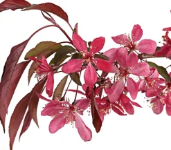 Dehner Laubgehölze|Blühende Sträucher > Zierapfel 'Royal Beauty', Kaskaden-Stämmchen