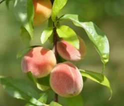 Dehner Obstbäume - Zierpfirsich 'Melred' Gelb