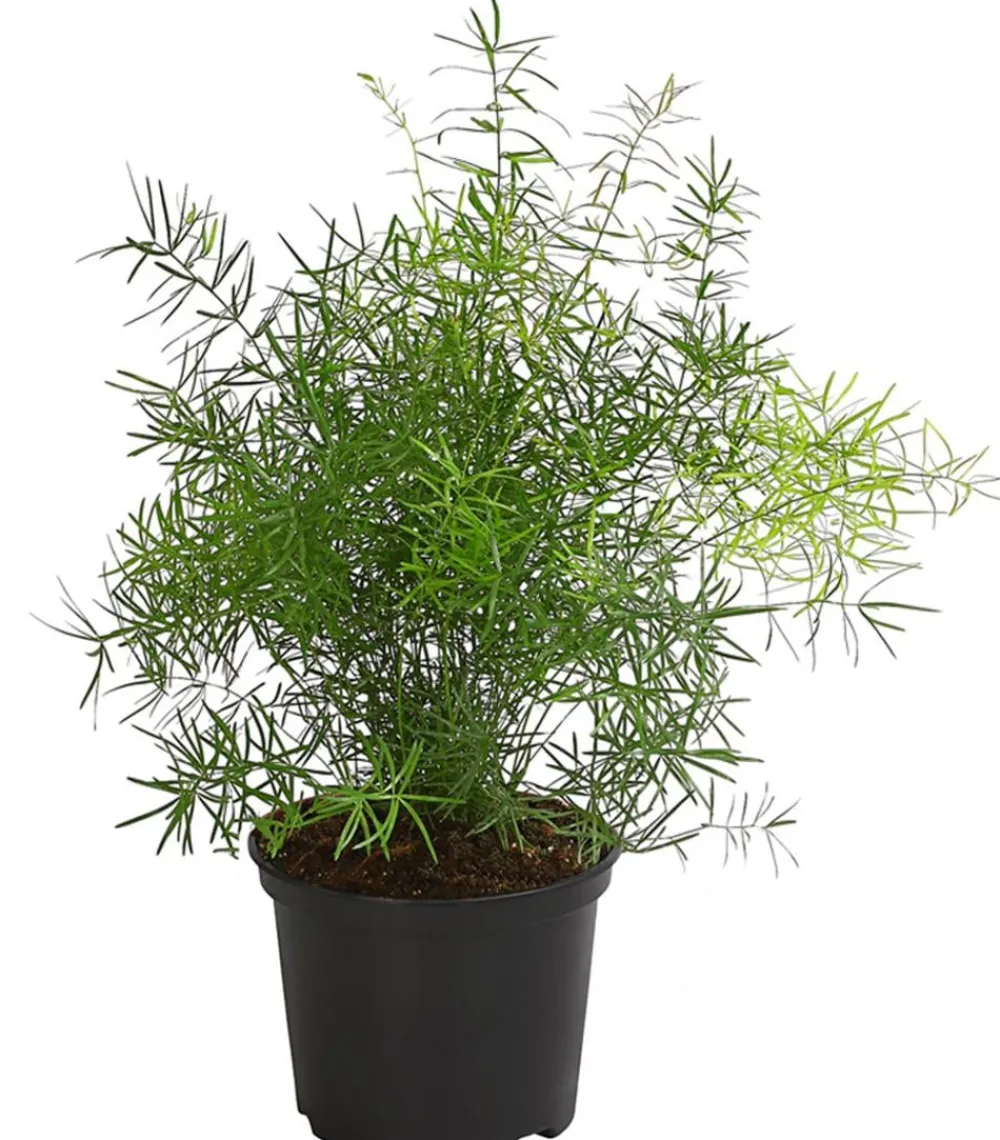 Dehner Zierspargel Grün Outlet