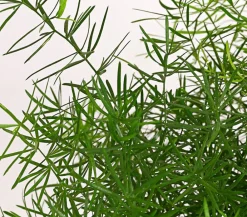 Dehner Grünpflanzen > Zierspargel - Asparagus densiflorus 'Sprengeri'