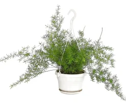 Dehner Zierspargel - Asparagus densiflorus 'Sprengeri' Grün Sale