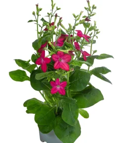 Dehner Sommerblumen > Ziertabak, verschiedene Farben
