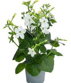 Dehner Sommerblumen > Ziertabak, verschiedene Farben