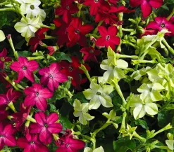 Dehner Sommerblumen > Ziertabak, verschiedene Farben