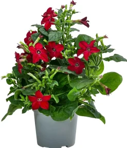 Dehner Sommerblumen > Ziertabak, verschiedene Farben
