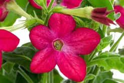 Dehner Sommerblumen > Ziertabak, verschiedene Farben