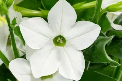 Dehner Sommerblumen > Ziertabak, verschiedene Farben