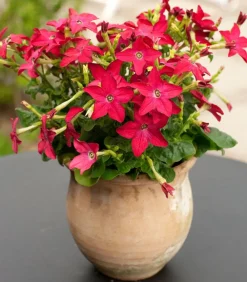 Dehner Sommerblumen > Ziertabak, verschiedene Farben