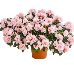 Dehner Azaleen - Zimmerazalee - Rhododendron simsii 'Oase de Lo'