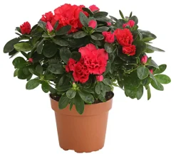 Dehner Azaleen > Zimmerazalee - Rhododendron simsii