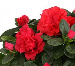 Dehner Azaleen > Zimmerazalee - Rhododendron simsii