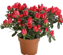 Dehner Azaleen > Zimmerazalee - Rhododendron simsii