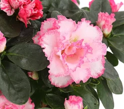 Dehner Azaleen > Zimmerazalee - Rhododendron simsii, zweifarbig