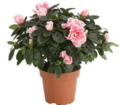 Dehner Azaleen > Zimmerazalee - Rhododendron simsii, zweifarbig