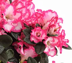 Dehner Azaleen > Zimmerazalee - Rhododendron simsii, zweifarbig