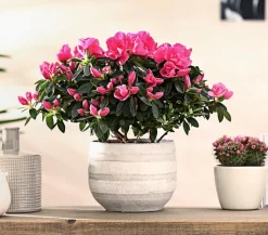 Dehner Azaleen > Zimmerazalee - Rhododendron simsii 'Remembrance'
