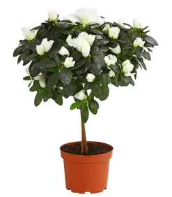 Dehner Azaleen > Zimmerazalee - Rhododendron simsii, Stämmchen, verschiedene Farben
