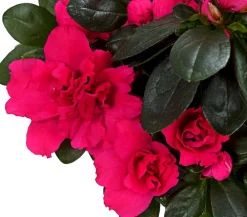 Dehner Azaleen > Zimmerazalee - Rhododendron simsii, Stämmchen, verschiedene Farben