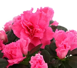 Dehner Azaleen > Zimmerazalee - Rhododendron simsii, Stämmchen, verschiedene Farben
