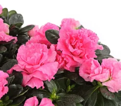 Dehner Azaleen > Zimmerazalee - Rhododendron simsii, Stämmchen, verschiedene Farben