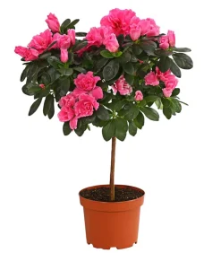 Dehner Azaleen > Zimmerazalee - Rhododendron simsii, Stämmchen, verschiedene Farben
