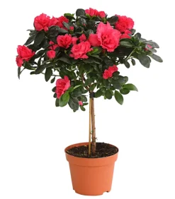 Dehner Azaleen > Zimmerazalee - Rhododendron simsii, Stämmchen, verschiedene Farben