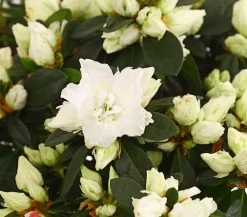 Dehner Azaleen > Zimmerazalee - Rhododendron simsii, Busch, verschiedene Farben