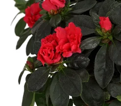 Dehner Azaleen > Zimmerazalee - Rhododendron simsii, Busch, verschiedene Farben