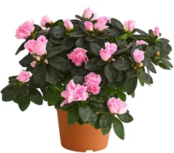 Dehner Azaleen > Zimmerazalee - Rhododendron simsii, Busch, verschiedene Farben