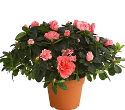 Dehner Azaleen > Zimmerazalee - Rhododendron simsii, Busch, verschiedene Farben