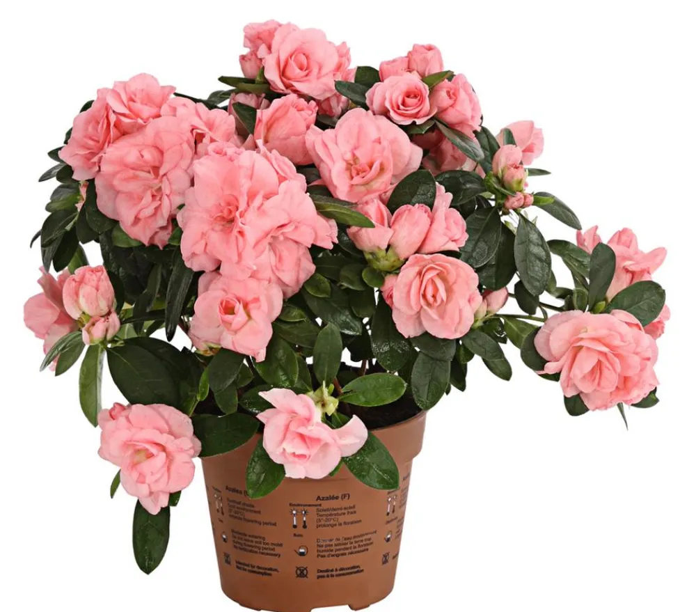 Dehner Azaleen > Zimmerazalee - Rhododendron simsii 'Rosalea'
