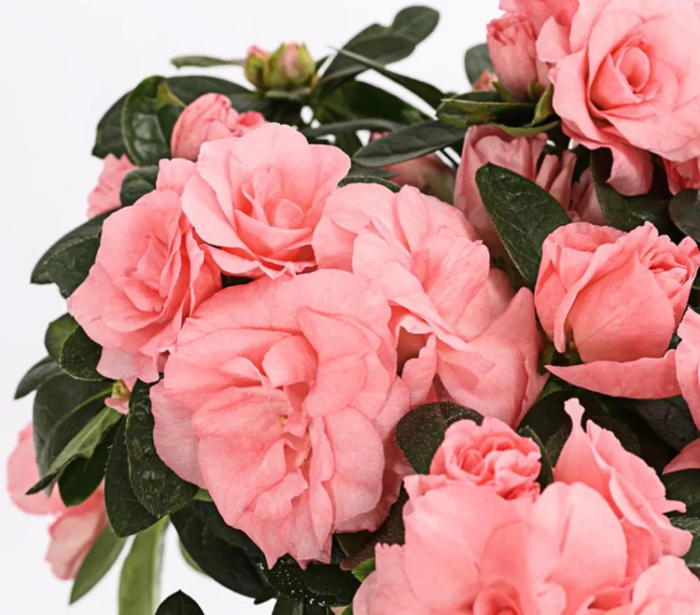 Dehner Azaleen > Zimmerazalee - Rhododendron simsii 'Rosalea'