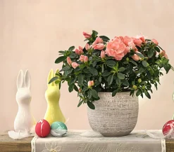 Dehner Azaleen > Zimmerazalee - Rhododendron simsii 'Rosalea'