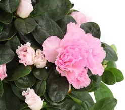 Dehner Zimmerazalee - Rhododendron simsii Rosa Best