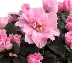 Dehner Zimmerazalee - Rhododendron simsii Rosa Best