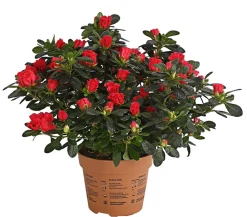 Dehner Zimmerazalee - Rhododendron simsii 'Scherrer' Rot Clearance