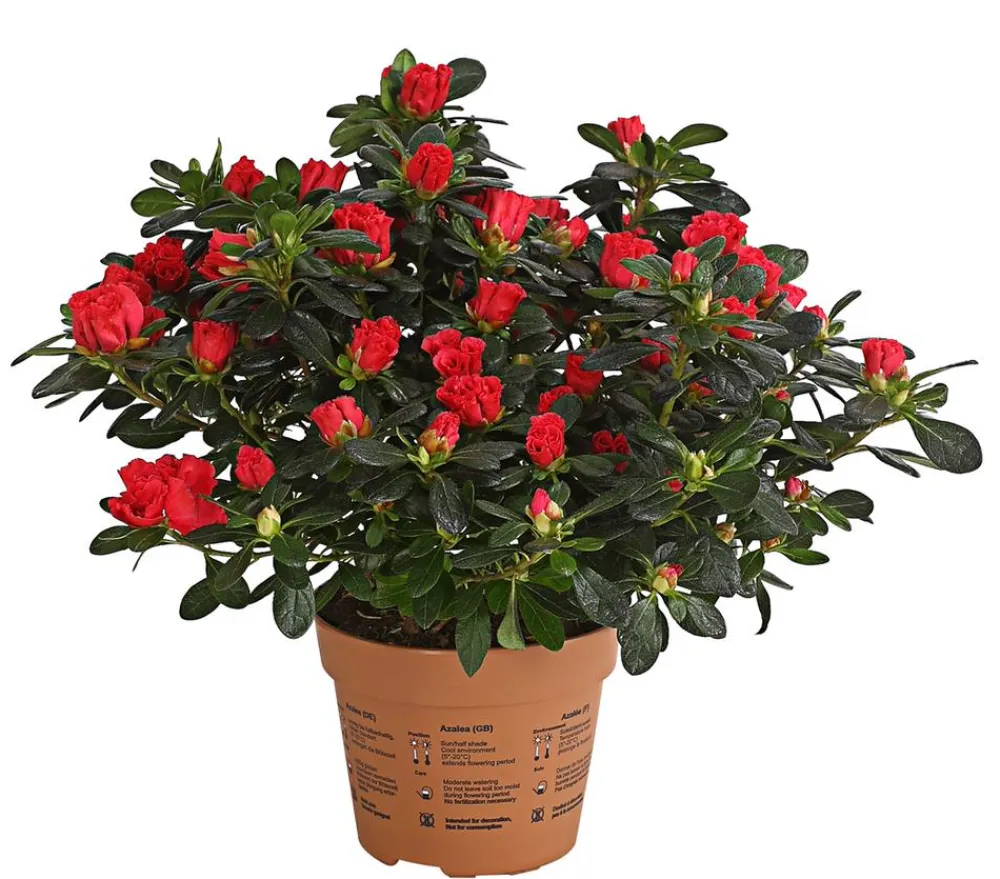 Dehner Zimmerazalee - Rhododendron simsii 'Scherrer' Rot Clearance