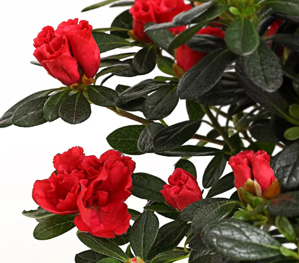 Dehner Zimmerazalee - Rhododendron simsii 'Scherrer' Rot Clearance