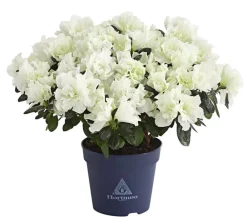 Dehner Zimmerazalee - Rhododendron simsii 'Christine Belli' Sale
