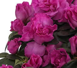 Dehner Zimmerazalee - Rhododendron simsii, Stämmchen, verschiedene Farben Best