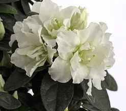 Dehner Zimmerazalee - Rhododendron simsii, Stämmchen, verschiedene Farben Best