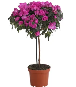 Dehner Zimmerazalee - Rhododendron simsii, Stämmchen, verschiedene Farben Best