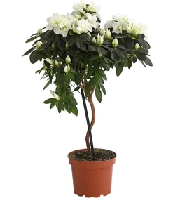 Dehner Zimmerazalee - Rhododendron simsii, Stämmchen, verschiedene Farben Best