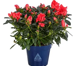 Dehner Zimmerazalee - Rhododendron simsii 'Sienna®' Hellrot Online