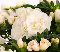 Dehner Zimmerazalee - Rhododendron simsii 'Rosalea' Weiß