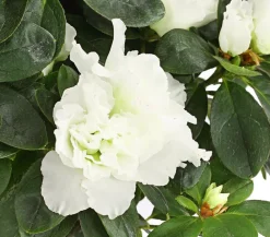 Dehner Azaleen - Zimmerazalee - Rhododendron simsii Weiß