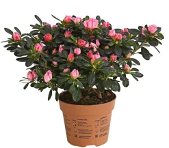 Dehner Azaleen - Zimmerazalee - Rhododendron simsii 'Scherrer' Rosa