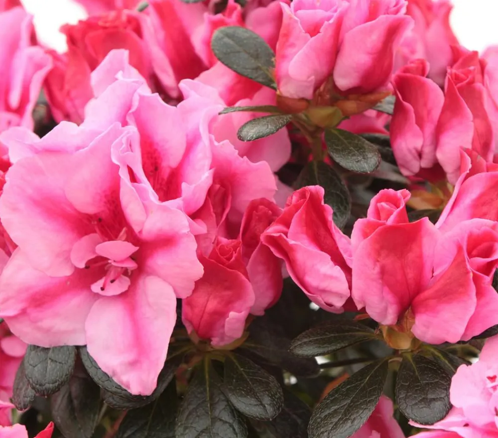 Dehner Azaleen - Zimmerazalee - Rhododendron simsii 'Scherrer' Rosa